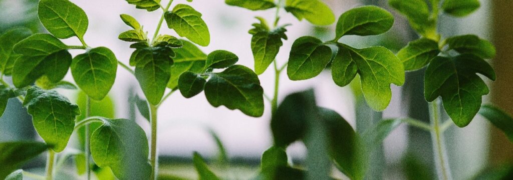 Des plantes pour le bien-être au travail