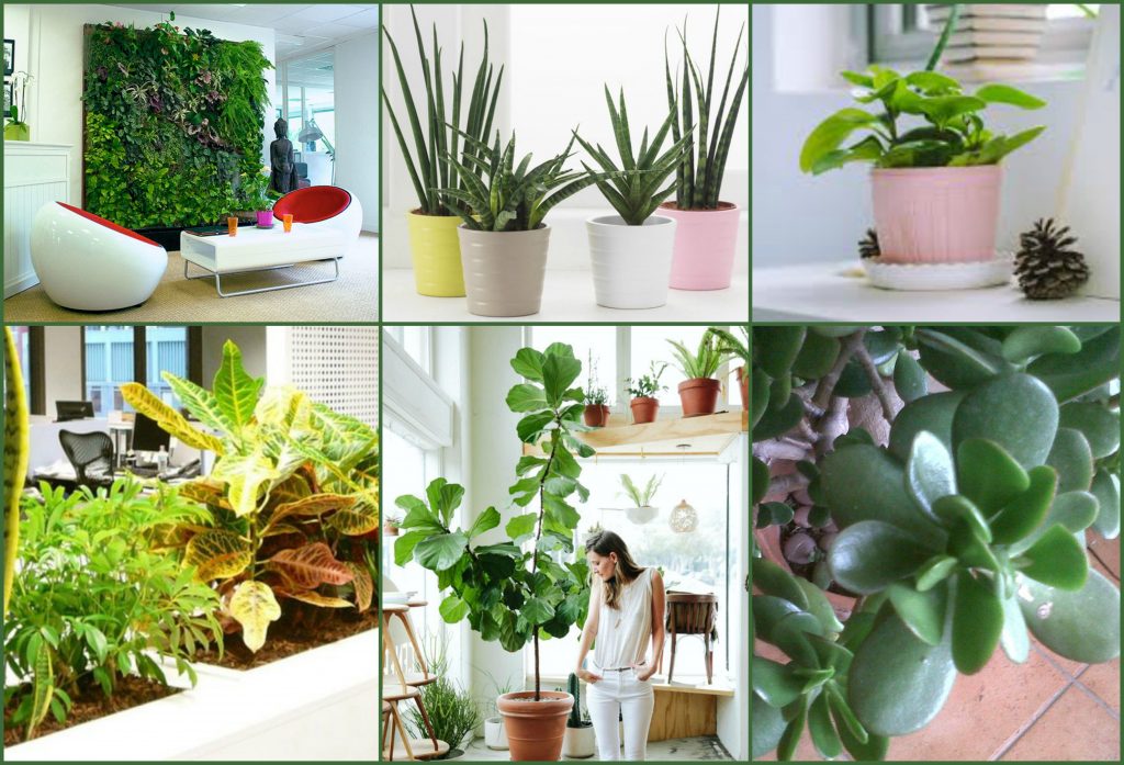 Les plantes au bureau  se mettre au vert au travail  HubGrade, le Blog