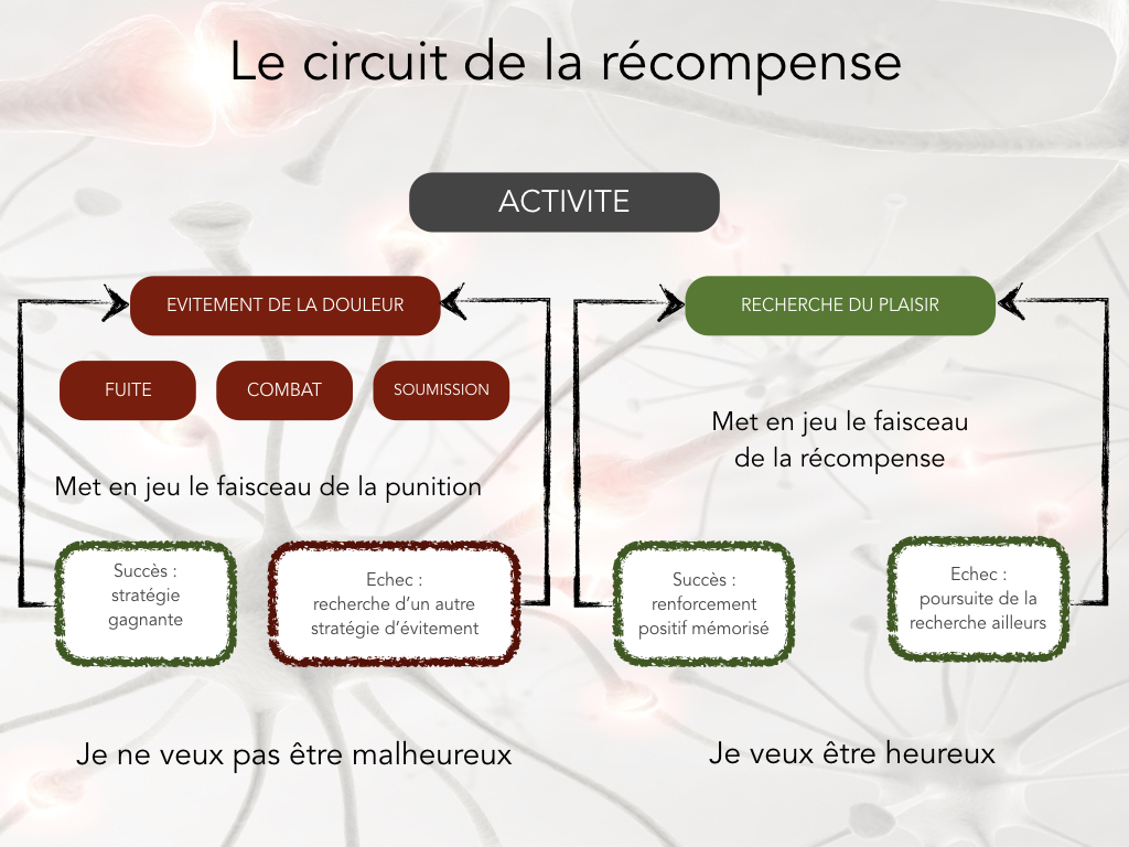 Plaisir au travail : le circuit de la récompense Plaisir au travail : le circuit de la récompense