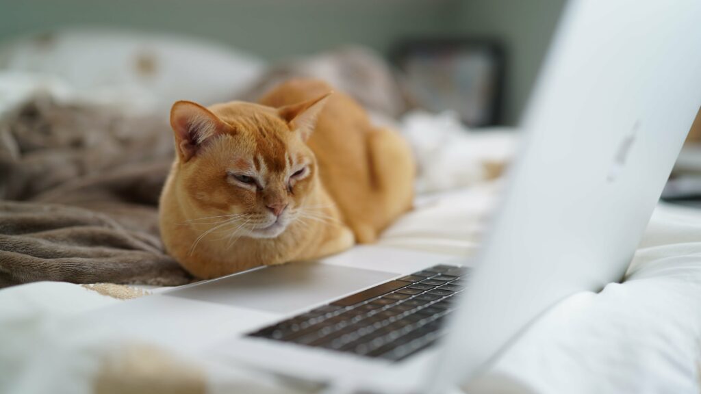 chat devant un ordinateur sur un lit
